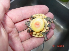 July Hatchling 2