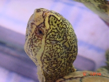 female K. baurii