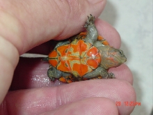 hatchling redcheek