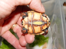 hatchling cherryhead........plastron