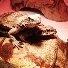 Chuckwallas2