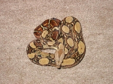 Beau