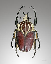 African beeltes on sale