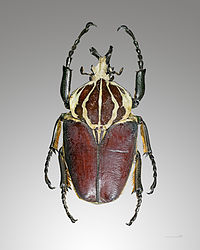 African beeltes on sale