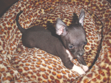 Dinky
