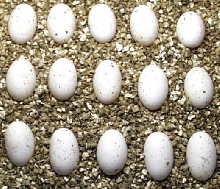 werneri eggs