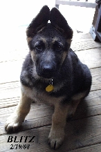 male pup