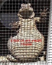 gravid red back female sunning