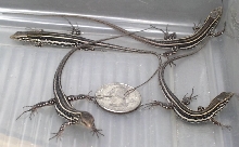 eisentrauti hatchlings