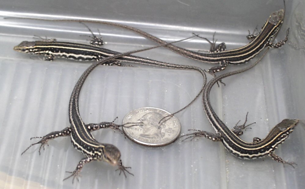 eisentrauti hatchlings