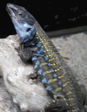 eisentrauti male
