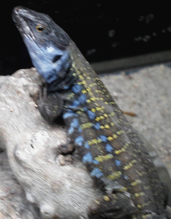 eisentrauti male