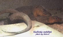 stehlini pair
