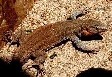 G stehlini female