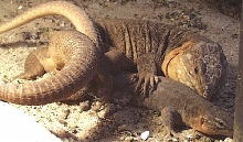 G stehini pr breeding