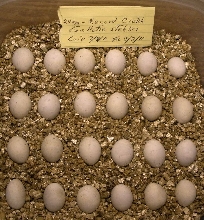 stehlini eggs