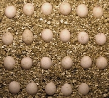 G stehlini eggs