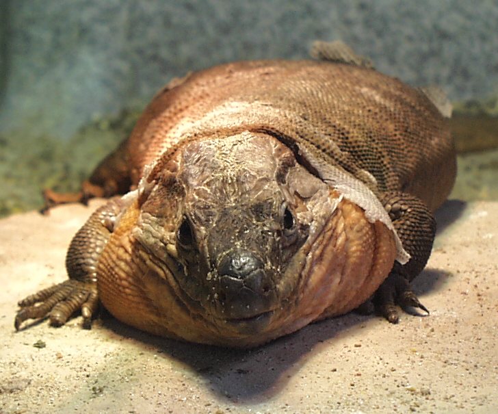 adult male G stehlini