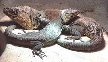 stehlini pair