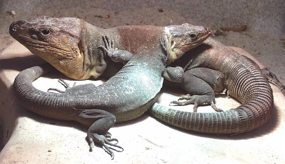 stehlini pair
