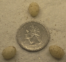 G a atlantica eggs