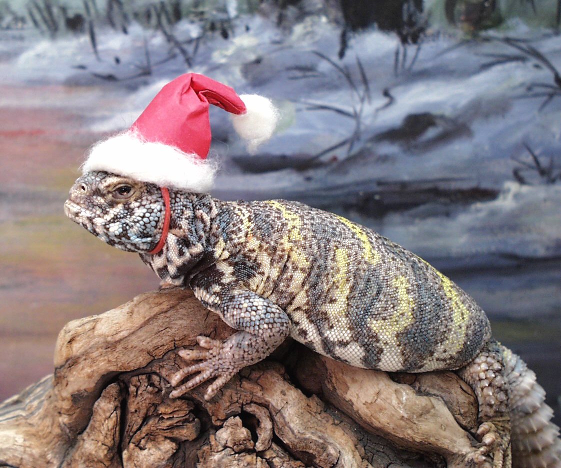 Santa's lil helper