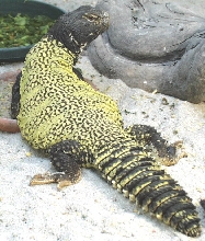 male werneri
