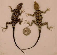 P mearnsi pair