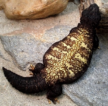 male mimic mali