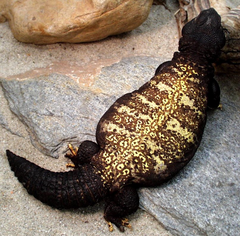 male mimic mali