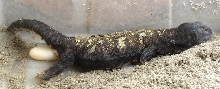 male mimic mali