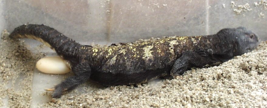male mimic mali