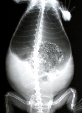 gravid female x-ray