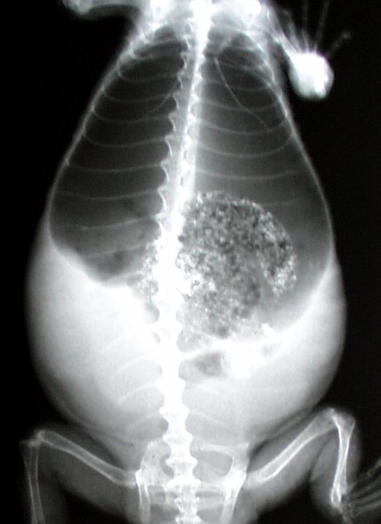 gravid female x-ray