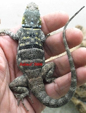 melanistic petro