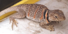 gravid bicinctores
