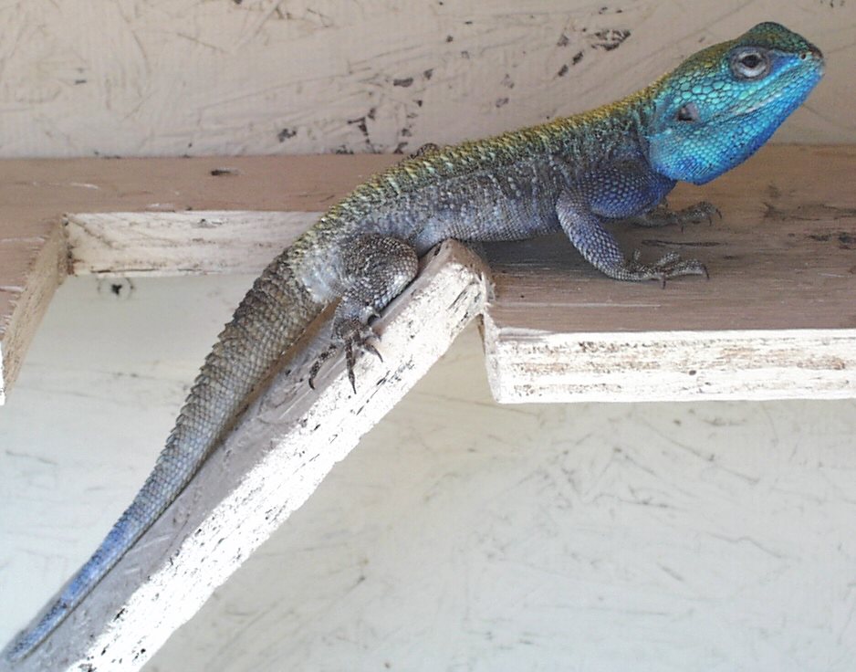 blue headed agama