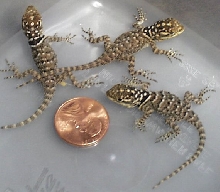 blue spiny hatchlings