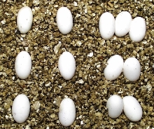 L lepida eggs