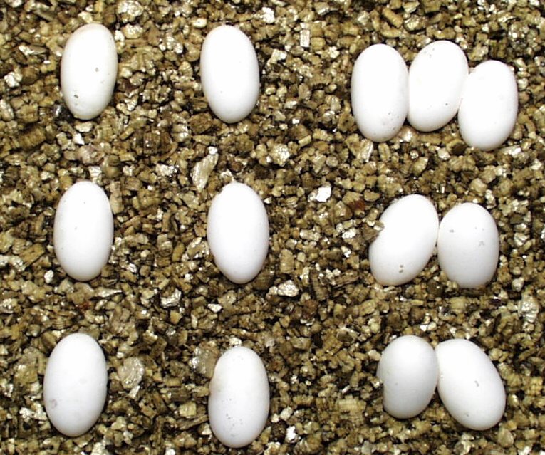 L lepida eggs
