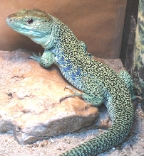 jeweled lacerta