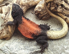 red back chuck