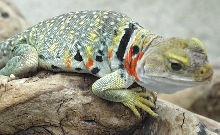 gravid yellowhead