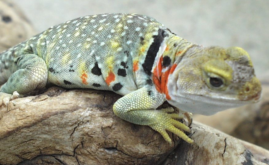 gravid yellowhead