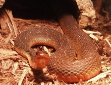 redbelly