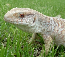 Savannah Headshot