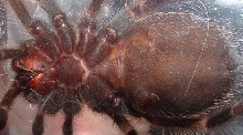 Ventral b. smithi