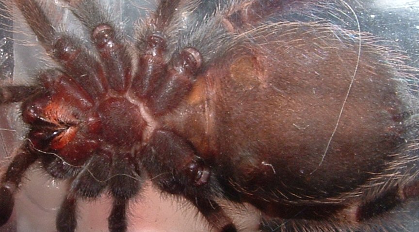 Ventral b. smithi