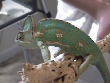 female veiled