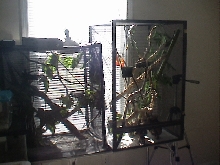 My cham cages